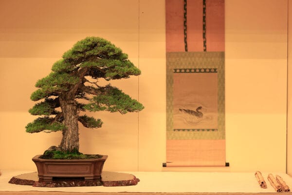 XXII MOSTRA D’ENTITATS CATALANES DEL BONSAI A TARRAGONA