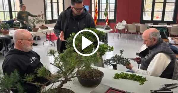 TROBADA SOCIS ART DEL BONSAI DEL 5 D’ABRIL 2025
