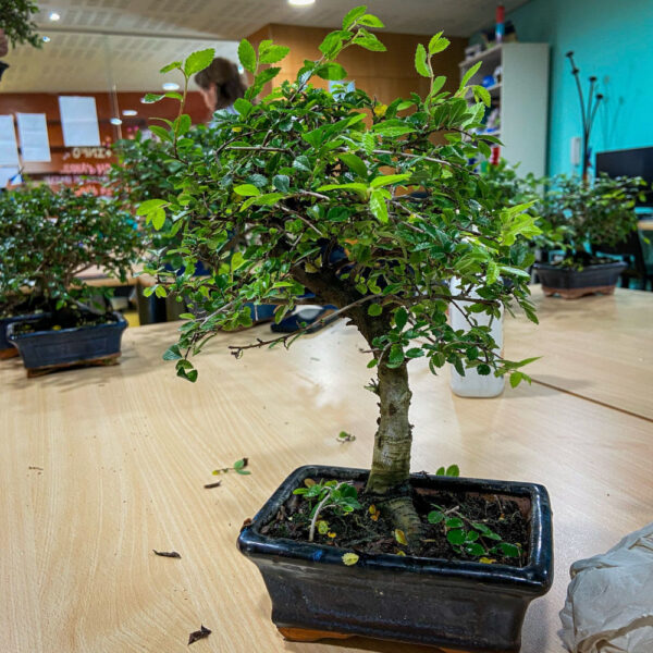 TALLER DE BONSAIS SPAI ZERO 24 D’ABRIL 2025