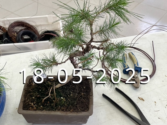 TROBADA DE SOCIS ART DEL BONSAI